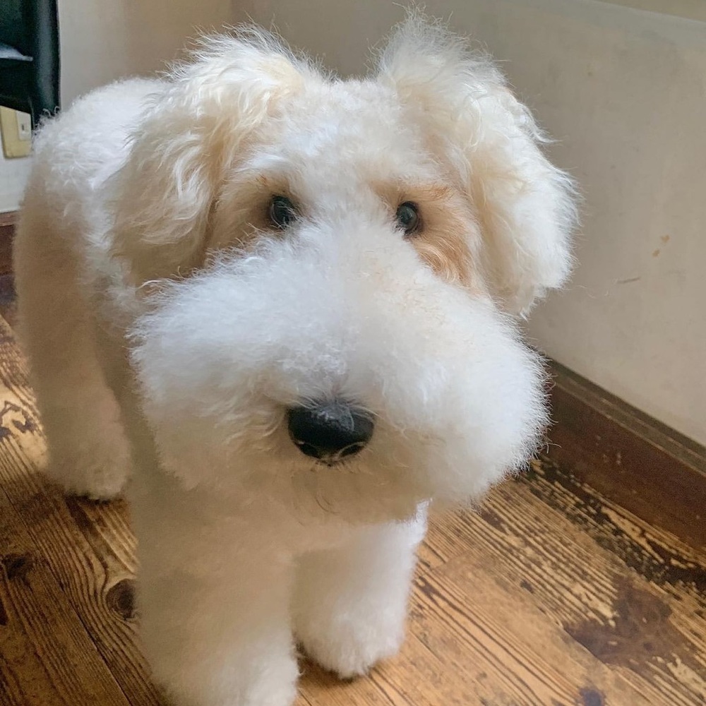 Meet your Posher, Sammy